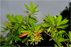 Ancistrocladus heyneanus